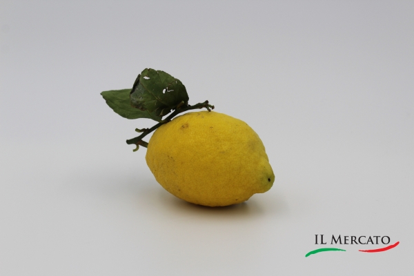 Amalfi Zitrone mit Blatt - 1 Stück